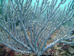 Sea Rod on the reef off the Pelican Grand Beach Resort in... by Michael Kovach 